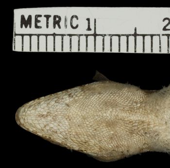 Media type: image;   Herpetology R-185617 Aspect: head ventral